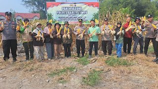 Panen 2 Ton Jagung, Polsek Pematang Karau Perkuat Dukungan Ketahanan Pangan