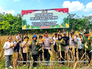 Panen 8 Ton Jagung, Polsek Pematang Karau Perkuat Ketahanan Pangan dan Ekonomi Petani
